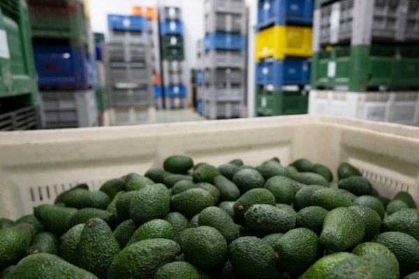 Aguacates en una cámara de refrigeración